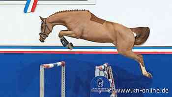 Holsteiner Frühjahrsauktion am 25. März: Am Sonnabend fällt der Hammer