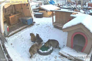 Cat colony with 14 feral felines at centre of controversy on B.C. college campus