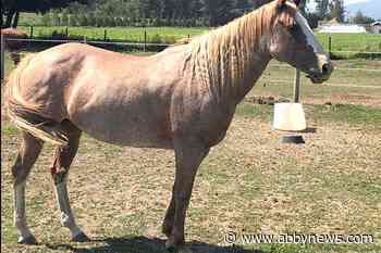 Four Abbotsford groups receive $326K in community gaming grants