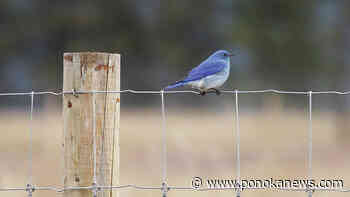 It’s a packed season ahead for Ellis Bird Farm