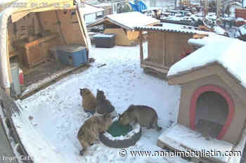 Cat colony with 14 feral felines at centre of controversy on B.C. college campus