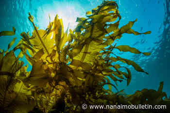 Island chief defends seaweed cow-fart reduction project as ‘environmentally friendly’