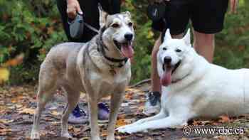 B.C. doubling the number of veterinarians it helps train as those in the job burn out