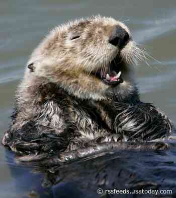 Cat poop may be killing California sea otters: Toxic parasite presents 'scary new challenge'