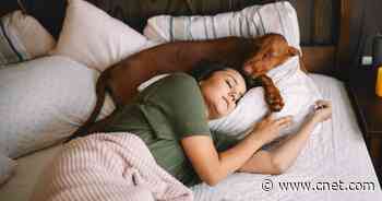 Should You Sleep With Your Pets? Here's What the Experts Say     - CNET