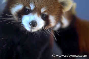 Aldergrove zoo asks celebrity to help name red panda cubs