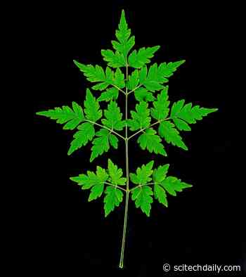 Opening the Door for Anti-Cancer Drugs: The Secret Recipe for Limonoids