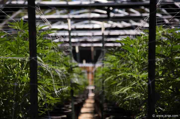 Businesses boom as the one-year anniversary of recreational cannabis approaches