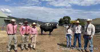K.O. Angus topped at $35,000