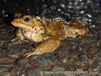 Clitheroe woman warns drivers after hundreds of migrating toads killed