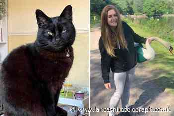 Cat found in dogging hotspot near Darwen looking for forever home