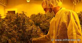 Der Hype ums Gras - Cannabisfirmen wittern großes Geschäft