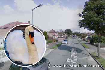 Body of dead swan found in Riverside Road Sidcup