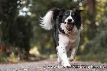 When and how often should I walk my dog as spring arrives?