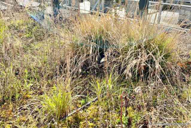 Er broedt een eend op ’t Scheep in Hasselt