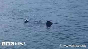 'Exciting' harbour sighting of basking shark in Cornwall