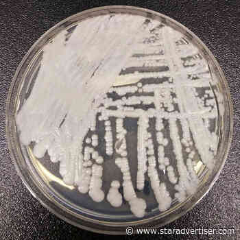 Deadly fungus detected in Hawaii patient