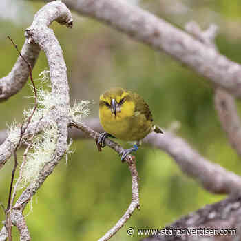 Mosquito release plan aims to save forest birds on Maui