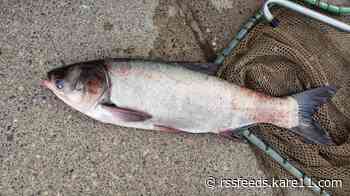 Crews pull 30 invasive carp from Mississippi River Pool 6 near Winona