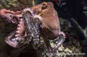 There are no octopus farms in Canada. BC SPCA, experts call on feds to keep it that way