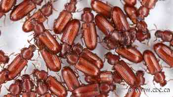 Scientists now know how beetles absorb water from the air through their butt. Here's why it's important