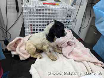 Puppies abandoned in a box rescued by RSPCA charity