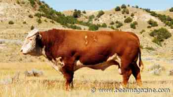 Two bulls sell for $100k each at Montana sale