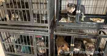Inside the shocking puppy farm discovered in Bristol