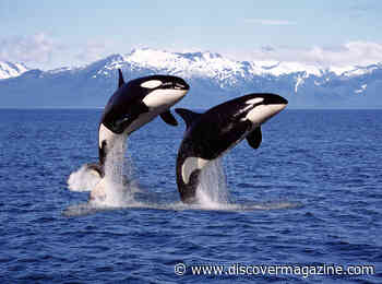Orca Killer Whale Moms Pay a Steep Price to Feed Their Adult Sons