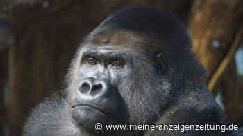 Gorillas drehen sich absichtlich schnell im Kreis, damit ihnen schwindelig wird