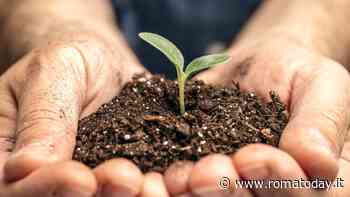 A Roma la forestazione coi semini, il Campidoglio spiega il perché: “Ci sono poche piante adeguate”