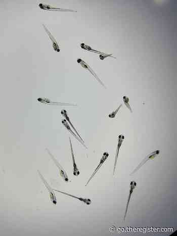 Forget general AI, apparently zebrafish larvae can count