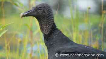 Black vulture control options available to producers