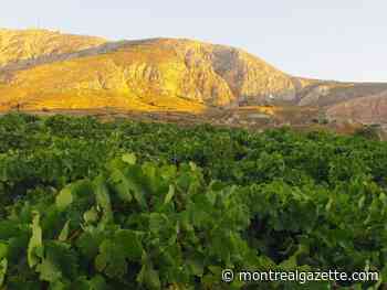 Wines of the week: Five 'weird' grapes and three whites to discover