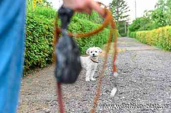 Hundekot-Problem in Bünde: Lokalpolitiker fordert härtere Gangart