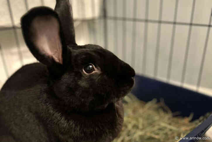 Adoptable Pet of the Week: Franscisca