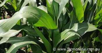 Getting N right in the Ord