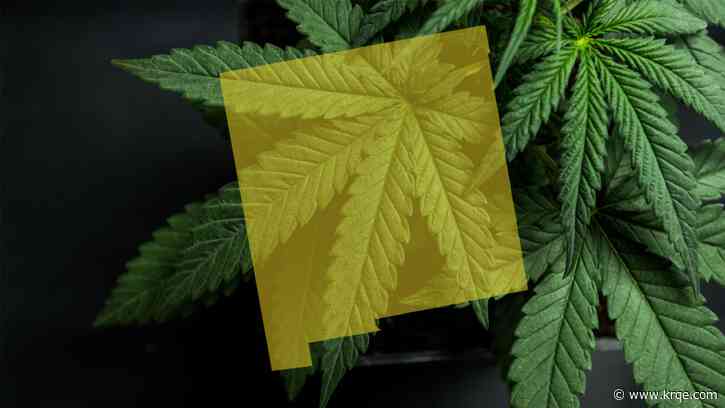 New Mexico Cannabis Control Division acting director resigning