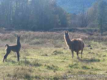 Vivant en liberté dans une commune varoise, deux lamas sauvages menacés d'euthanasie