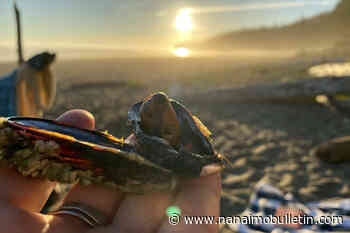 Unchecked climate change putting Salish Sea in hot water