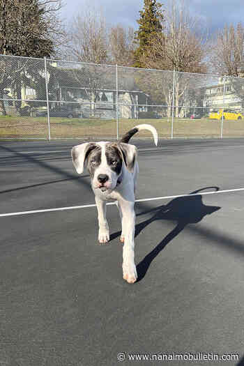 Timbit, Sitka discover puppy-mode: Rehabilitating 15 Clearwater dogs seized by SPCA