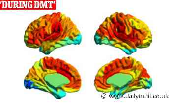 This is what your brain looks like on DMT - the powerful chemical in ayahuasca loved by Prince Harry