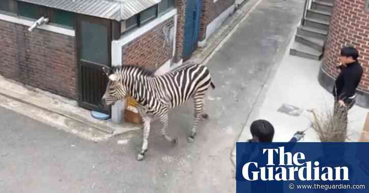 Zebra captured after three hours on the run in Seoul