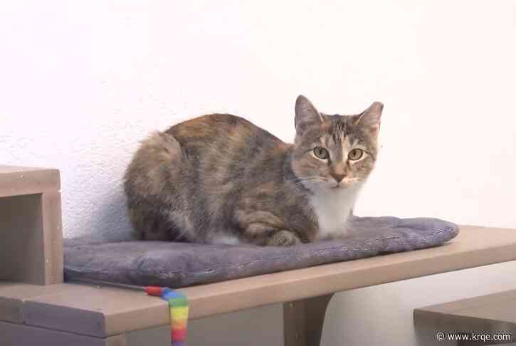 New Mexico Feline Film Festival welcoming cat-focused submissions