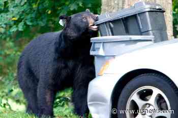 Bill Allowing Limited Bear Killing Advances, Hunt Nixed