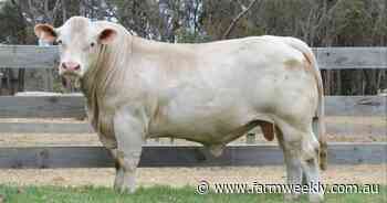 Silverstone Charolais averages way up