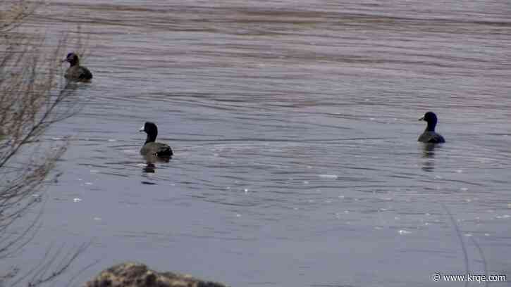 Local water authority wants to help habitats along the Bosque with state funding