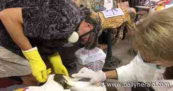 'There is something magical about carousels': Volunteer meticulously restores Lambs Farm horses