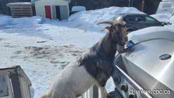 Bleat and enter: A B.C. family came home from vacation and found a goat had moved in