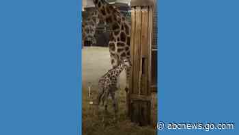 WATCH:  Rare giraffe born at Belgian zoo